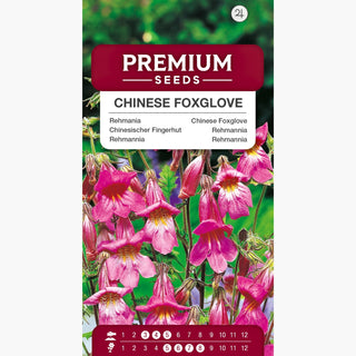 Rehmannia - Fiori lunghi, tubolari, dall’aspetto naturalistico - Rehmannia angulata