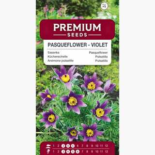 Pulsatilla - Viola - Pianta perenne, resistente al gelo - Pulsatilla vulgaris