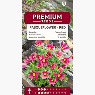 Pulsatilla - Rosso - Fiori campanulati per giardini rocciosi - Pulsatilla vulgaris