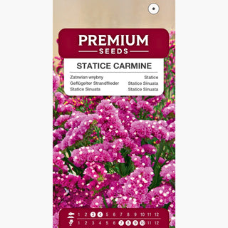 Statice Sinuata Carminio - Fiori sorprendenti per il giardino e bouquet - Limonium sinuatum