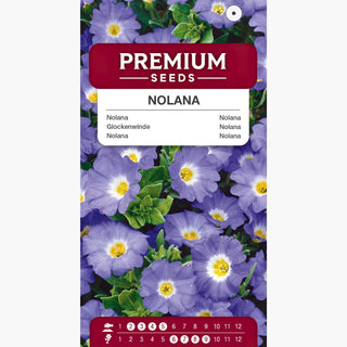 Nolana - Grandi fiori blu, facile da coltivare - Nolana paradoxa