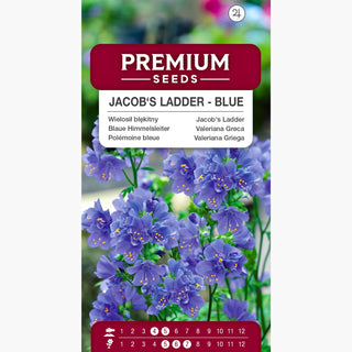 Valeriana Greca - Blu - Pianta perenne che attira api e farfalle - Polemonium caeruleum