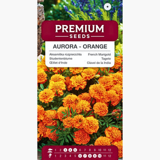 Œillet d’Inde – Aurora – Fiori molto resistenti: pompon pieni e arancioni! – Tagetes patula