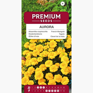 Tagete Aurora Yellow - Fiori pieni e magnifici, aspetto spettacolare in giardino - Tagetes patula
