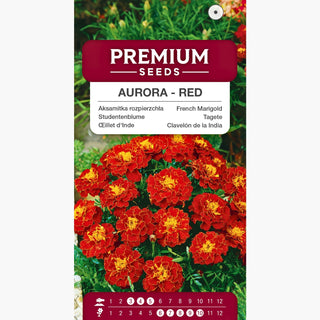 Tagete - Aurora Red - Fioritura continua e spettacolare per tutta l'estate - Tagetes patula