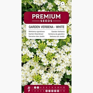 Verbena da giardino - Bianco - Fioritura abbondante fino alle gelate - Verbena hybrida