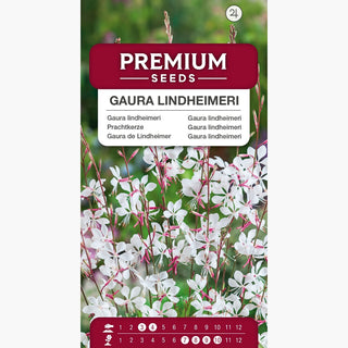 Gaura lindheimeri - Pianta dal fascino etereo - Gaura lindheimeri