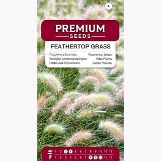 Erba Piuma - Decorativa, soffice erba ornamentale - Pennisetum villosum