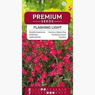 Garofanino minore - Flashing Light - Fiore rosso con un accento insolito - Dianthus deltoides
