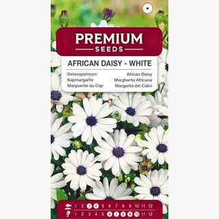 Margherita Africana - Bianco - Fiori bianchi come la neve, portamento compatto - Osteospermum ecklonis