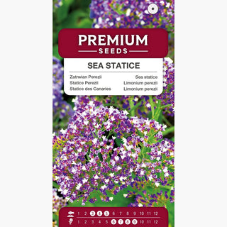 Limonium perezii - Fiori viola spessi per l’estate - Limonium perezii