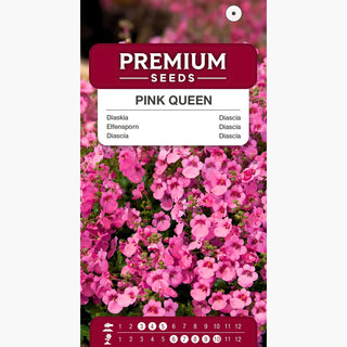 Diascia Pink Queen - Decorazione leggera per balcone - Diascia barberae