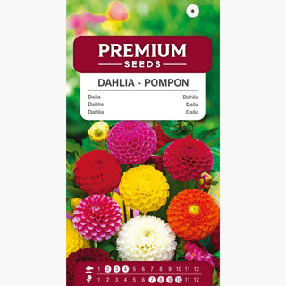 Dalia - Pompon Miscuglio - Giardino pieno di pompon colorati - Dahlia pinnata