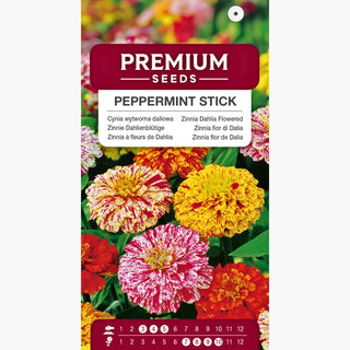 Zinnia fior di Dalia - Peppermint Stick - Fiori variegati dal fascino straordinario - Zinnia elegans