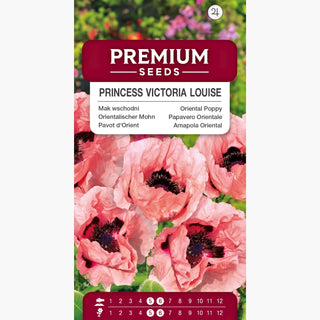 Papavero Orientale - Princess Victoria Louise - Accento rosa tra le perenni - Papaver orientale