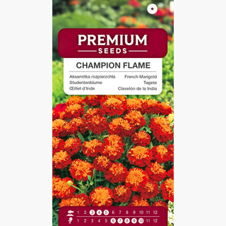 Tagete erecta Nana - Cupido Arancione - Pomponi arancioni soffici - Tagetes erecta