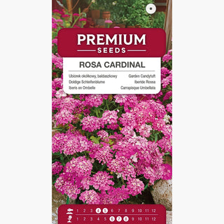 Iberide Rossa - Rosa Cardinal - Ideale per bordure, aiuole e vaso - Iberis umbellata