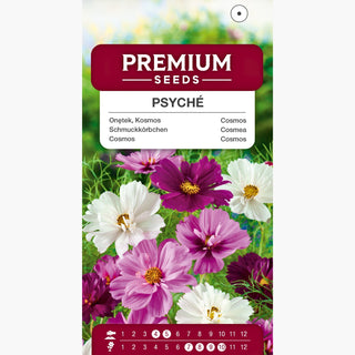 Cosmea - Psyché Miscuglio - Fiori pieni, piumati e colorati - Cosmos bipinnatus