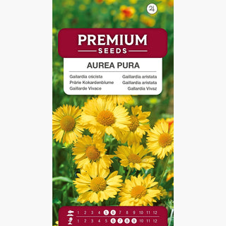 Gaillardia aristata - Aurea Pura - Resistente al sole e alla siccità - Gaillardia aristata