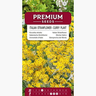 Elicriso Italico - Curry - Pregiato e ornamentale per giardini di erbe aromatiche - Helichrysum italicum