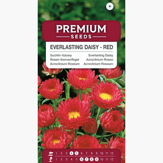 Acroclinium Roseo - Rosso - Delicato e perfetto per bouquet secchi - Helipterum roseum
