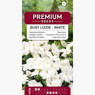 Impantiens o Fiore di Vetro - Bianco - Decorativo, fioritura estiva e autunnale - Impatiens walleriana