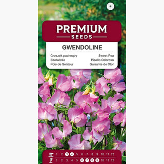 Pisello Odoroso - Gwendoline - Pisello con grandi petali ondulati - Lathyrus odoratus