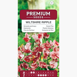 Pisello Odoroso - Wiltshire Ripple - Contrasto elegante tra crema e rosso - Lathyrus odoratus