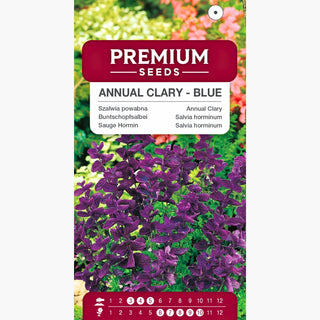 Salvia horminum - Blu - Decorativa per bouquet e facile da coltivare - Salvia horminum
