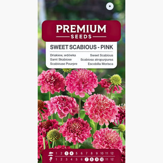 Scabiosa atropurpurea - Rosa - Tocco romantico per le aiuole - Scabiosa atropurpurea