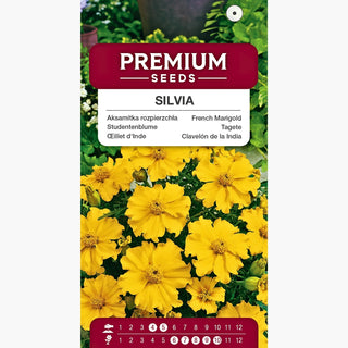 Tagete - Silvia - Ravviva ogni composizione floreale - Tagetes patula