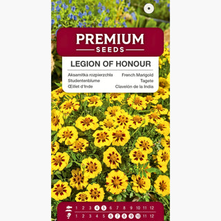 Tagete - Legion of Honour - Oro con accento bordeaux - Tagetes patula