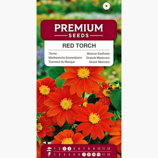 Girasole Messicano - Red Torch - Accento colorato che attira gli insetti - Tithonia rotundifolia
