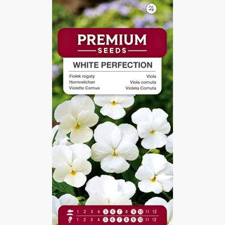 Viola cornuta - White Perfection - In bianco elegante - Viola cornuta
