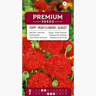 Papavero Fior di Peonia - Scarlatto - Papavero dai petali pieni e rossi - Papaver paeoniflorum