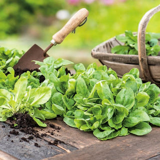 Valeriana - Verte de Cambrai - Ricca di vitamine, dal sapore delicato - Valerianella locusta