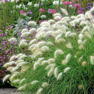Erba Piuma - Decorativa, soffice erba ornamentale - Pennisetum villosum