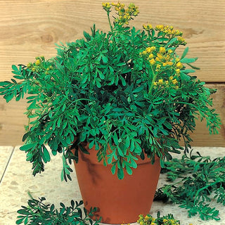 Ruta comune - Erba aromatica con graziosi fiori gialli decorativi - Ruta graveolens
