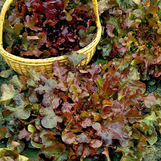 BIO Lattuga Red Salad Bowl - Decorativa e croccante