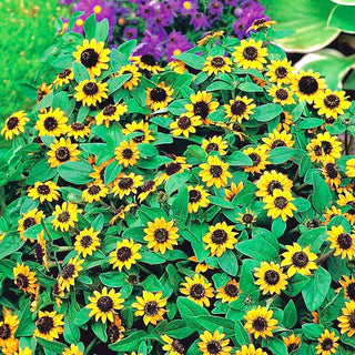 Sanvitalia - Bassa, tappezzante, fioritura abbondante - Sanvitalia procumbens