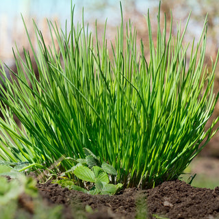 BIO Erba Cipollina Medium Leaf - Erba cipollina per tutto l’anno, coltivabile in vaso