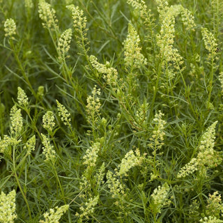 Reseda odorata - Bianco - Classico profumato dei giardini rustici - Reseda odorata