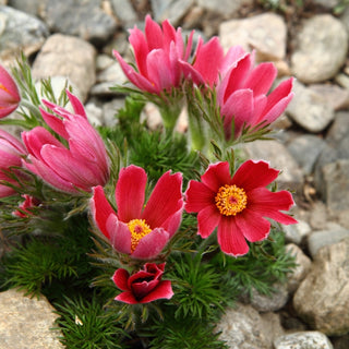 Pulsatilla - Rosso - Fiori campanulati per giardini rocciosi - Pulsatilla vulgaris