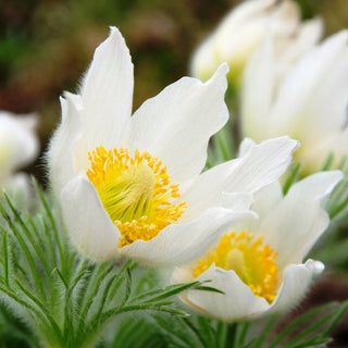 Pulsatilla - Bianco - Fioritura primaverile precoce, compatta - Pulsatilla vulgaris