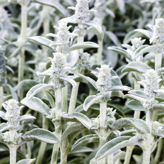 Stregona Candida - Decorazione per aiuole e giardini rocciosi - Stachys lanata