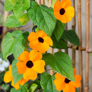Susanna Dagli Occhi Neri - Arancione - Ideale per pergolati, aspetto esotico - Thunbergia alata