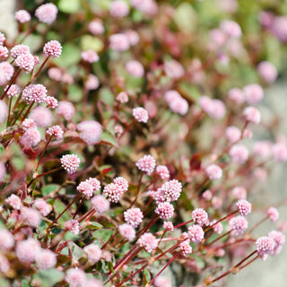 Renouée Capitée – Resistente, decorativa e a crescita rapida – Polygonum capitatum – Sementi Premium