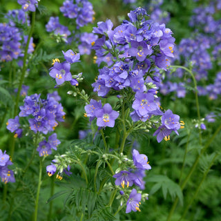 Valeriana Greca - Blu - Pianta perenne che attira api e farfalle - Polemonium caeruleum