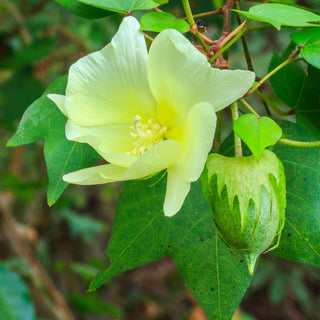 Cotone - Decorazione esotica per la tua casa - Gossypium herbaceum