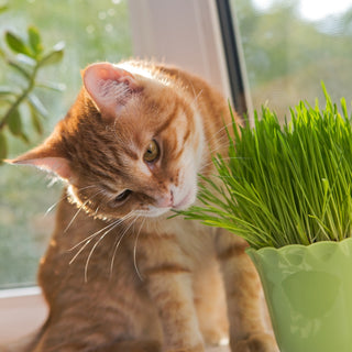 Erba per Gatti - Sano e sicuro favorisce la digestione